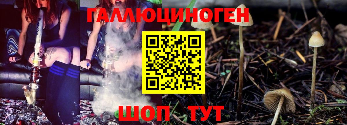 Галлюциногенные грибы Psilocybine cubensis Пятигорск